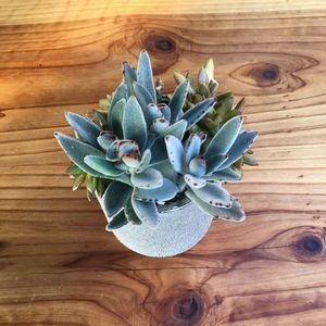 Meet your Posher, Carolina